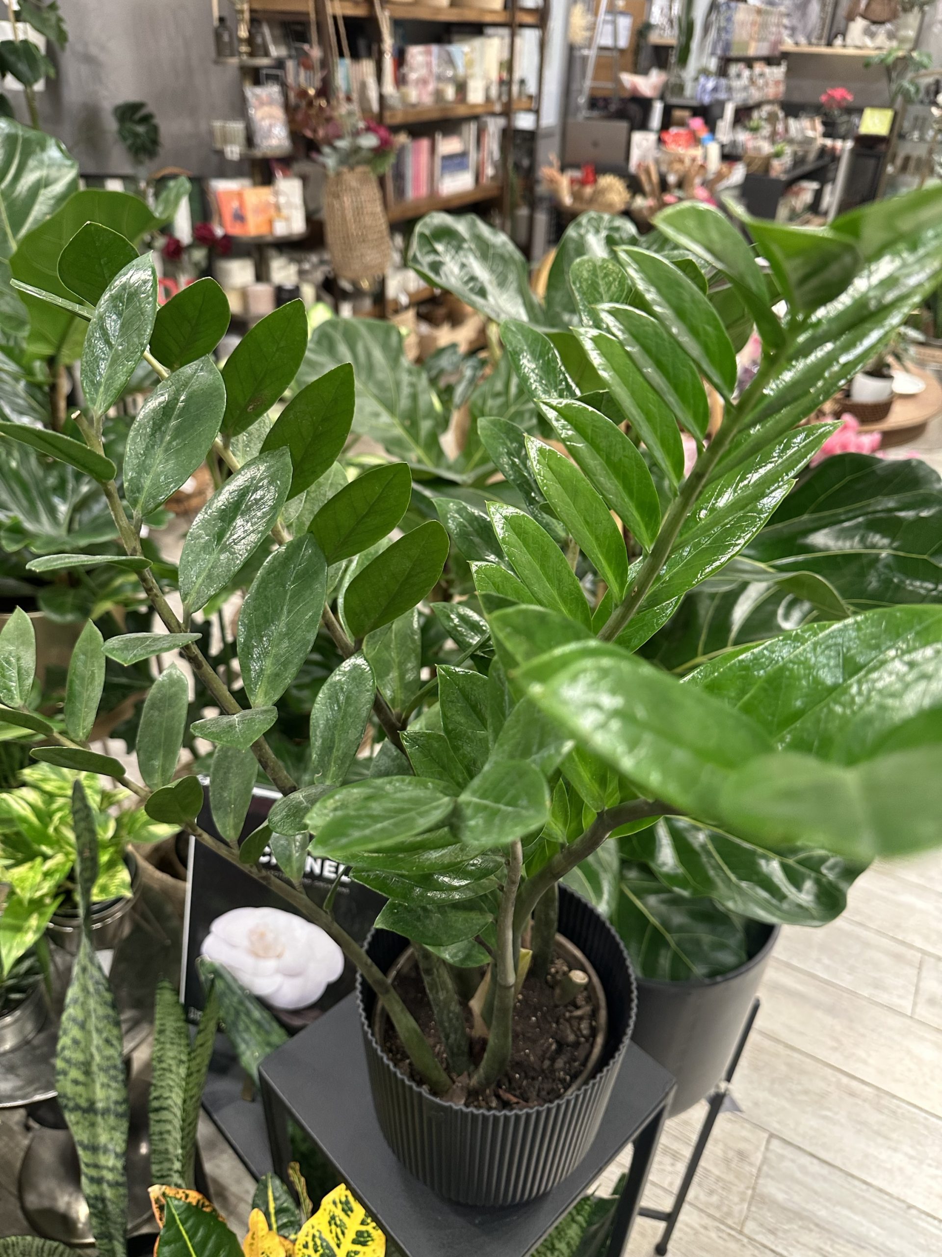 Planta interior ZZ Zamioculca (en maceta negra)