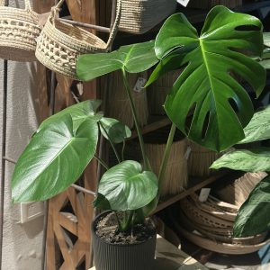 Monstera