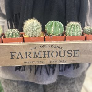 Cacti BOX