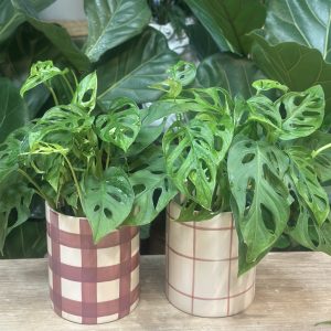 Mamá: Monstera o Pothus en maceta cerámica.